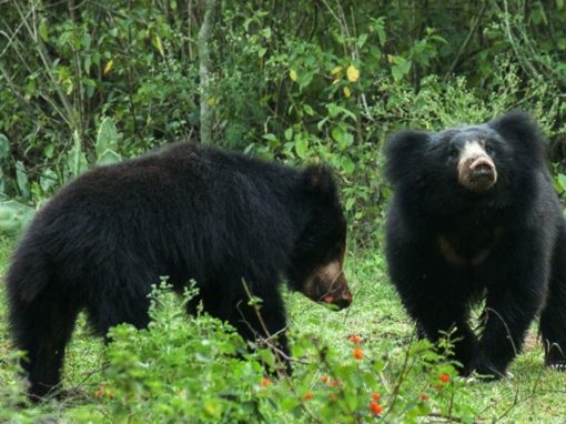 Pench Jungle Safari | Pench National Park Safari Booking