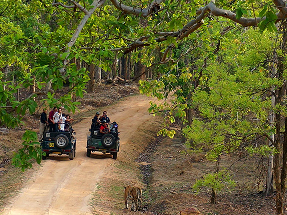 online booking for pench jungle safari